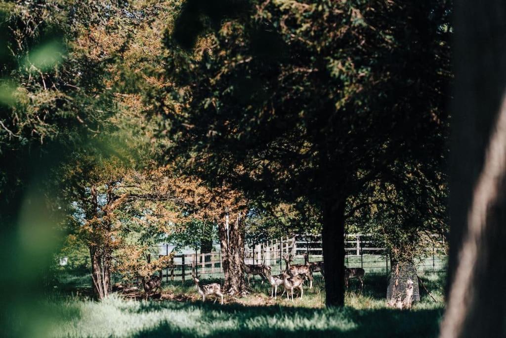 The Dower House At Parnham Park Βίλα Beaminster Εξωτερικό φωτογραφία